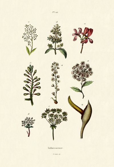 Inflorescencia, 1833-39 de French School